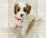 Small Photo #9 Cavapoo Puppy For Sale in BAY VIEW, WI, USA
