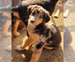 Australian Cattle Dog-Catahoula Leopard Dog Mix Puppy for sale in TUKWILA, WA, USA