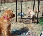 Small Photo #5 Golden Retriever Puppy For Sale in COMMERCE, GA, USA