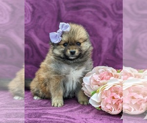 Pomeranian Puppy for sale in LINCOLN UNIVERSITY, PA, USA