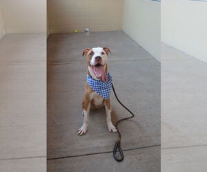 American Staffordshire Terrier-Unknown Mix Dogs for adoption in McKinney, TX, USA