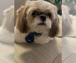 Caesar - Male Mutt Dog for Adoption - Small photo