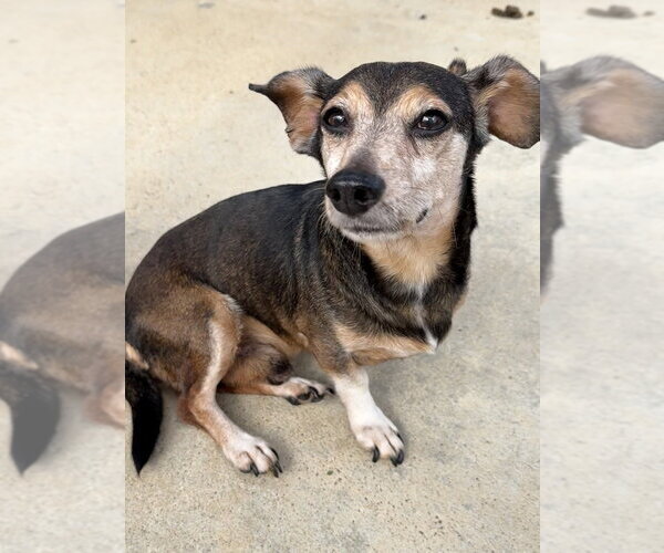 Medium Photo #12 Dachshund-Unknown Mix Puppy For Sale in San Leon, TX, USA