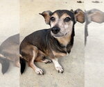 Small #11 Dachshund Mix