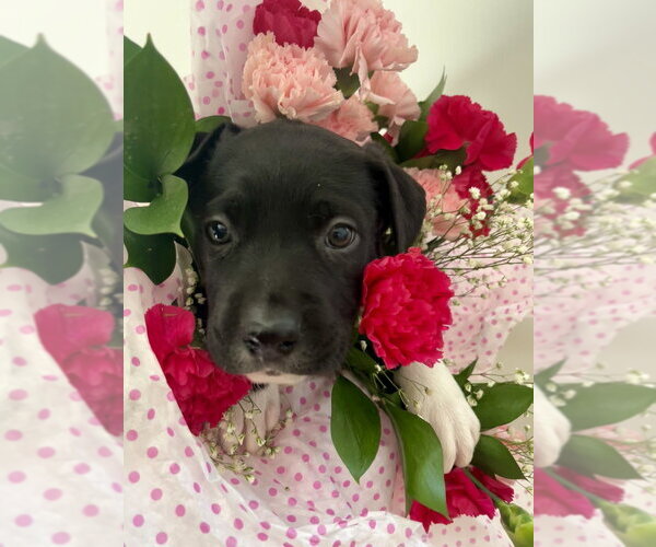 Medium Photo #11 Mutt Puppy For Sale in Imlay City, MI, USA
