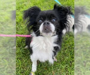 Japanese Chin Dogs for adoption in Ventura, CA, USA