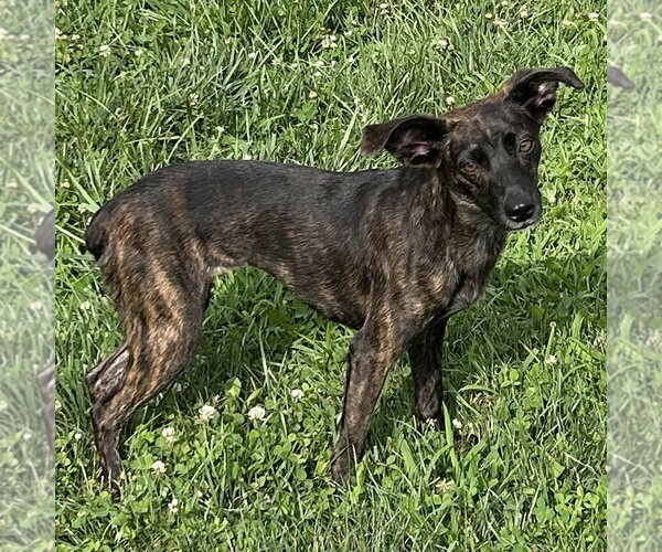 Medium Photo #1 Whippet Boston Puppy For Sale in Batavia, OH, USA