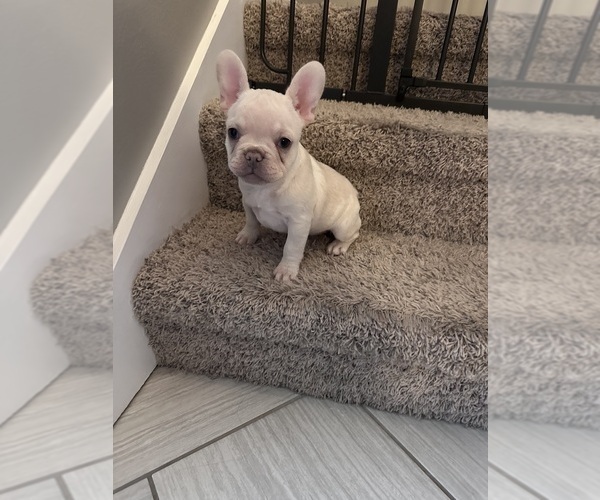 Medium Photo #4 French Bulldog Puppy For Sale in NORTH VERNON, IN, USA