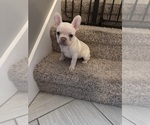 Small #3 French Bulldog