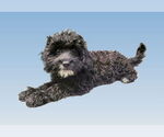 Small #1 Cavalier King Charles Spaniel Mix