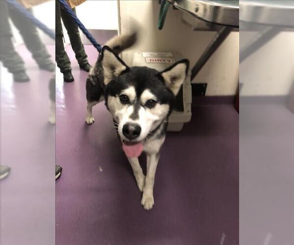Medium Photo #1 Alusky Puppy For Sale in Long Beach, CA, USA