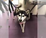 Small Alusky