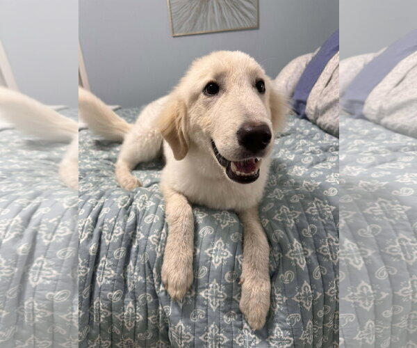 Medium Photo #12 Great Pyrenees-Unknown Mix Puppy For Sale in Houston, TX, USA