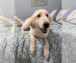 Small #11 Great Pyrenees Mix