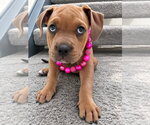 Small #12 American Staffordshire Terrier Mix