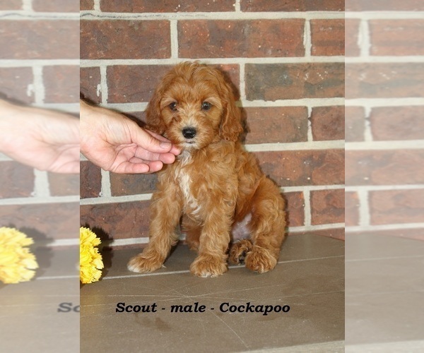 Medium Photo #1 Cockapoo (Miniature) Puppy For Sale in CLARKRANGE, TN, USA