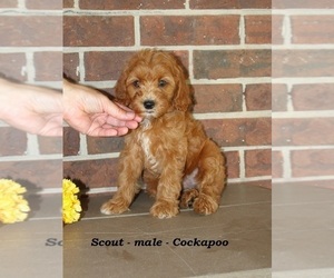 Cockapoo (Miniature) Puppy for sale in CLARKRANGE, TN, USA