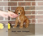 Image preview for Ad Listing. Nickname: Scout