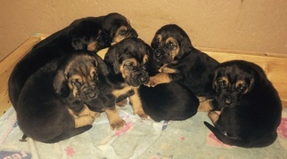 Bloodhound Puppy for sale in FREDERICKTOWN, MO, USA