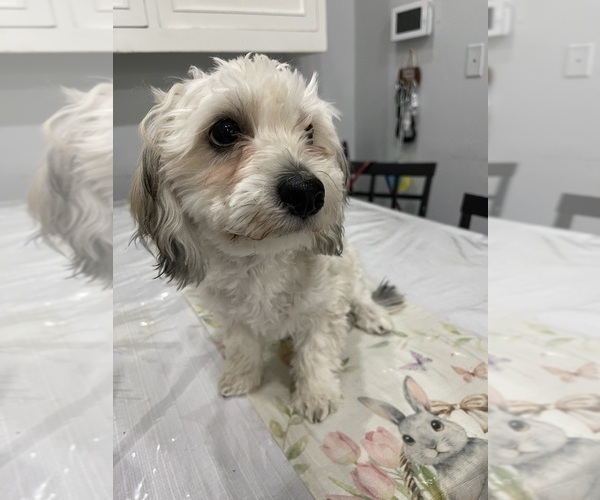 Medium Photo #17 Maltipoo (Miniature) Puppy For Sale in PALMDALE, CA, USA