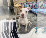 Small Mutt