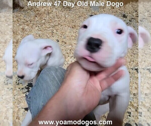 Medium Photo #86 Dogo Argentino Puppy For Sale in JANE, MO, USA