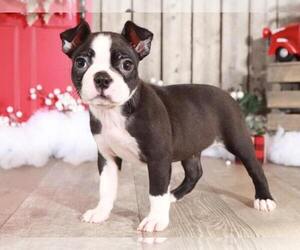 Boston Terrier Puppy for sale in MOUNT VERNON, OH, USA