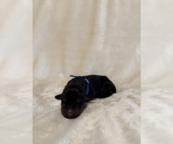Medium Photo #1 Doberman Pinscher Puppy For Sale in LAFAYETTE, TN, USA