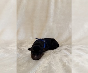 Doberman Pinscher Puppy for sale in LAFAYETTE, TN, USA