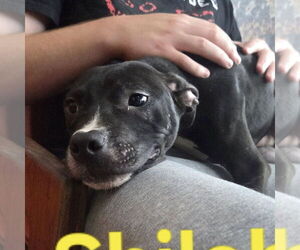 American Pit Bull Terrier-Unknown Mix Dogs for adoption in Martinsburg, WV, USA
