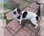 Small #1 American Pit Bull Terrier-Dachshund Mix