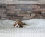 Small #2 Cavapoo (Miniature)