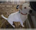 Small #6 Labrador Retriever