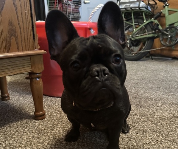 Medium Photo #1 French Bulldog Puppy For Sale in FITCHBURG, WI, USA