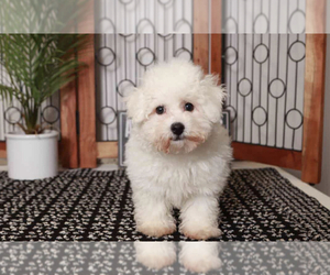 Bichon Frise Puppy for sale in NAPLES, FL, USA
