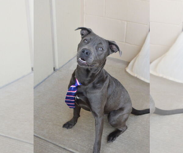 Medium Photo #3 American Staffordshire Terrier-Unknown Mix Puppy For Sale in McKinney, TX, USA