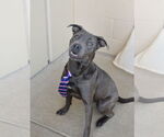 Small #2 American Staffordshire Terrier Mix