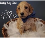 Puppy 2 Goldendoodle