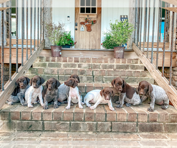 Medium Photo #1 German Shorthaired Pointer Puppy For Sale in OWENS CROSS ROADS, AL, USA