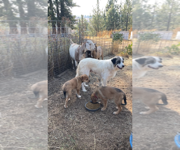 Medium Photo #7 Great Pyrenees-Rottweiler Mix Puppy For Sale in DEARY, ID, USA