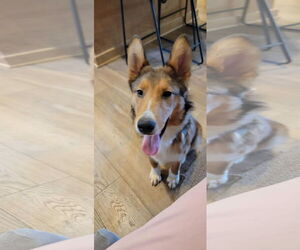 Collie-Unknown Mix Dogs for adoption in Holly Springs, NC, USA