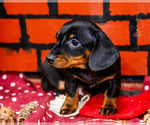 Small #8 Dachshund