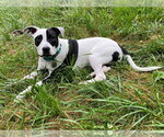 Small #33 American Pit Bull Terrier
