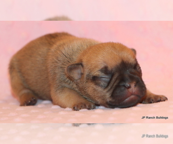 Medium Photo #10 French Bulldog Puppy For Sale in WINNSBORO, TX, USA