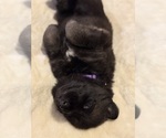 Puppy 2 German Shepherd Dog