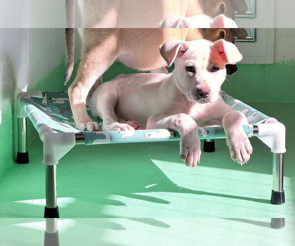 Medium Photo #4 Anatolian Shepherd-Labrador Retriever Mix Puppy For Sale in Higley, AZ, USA