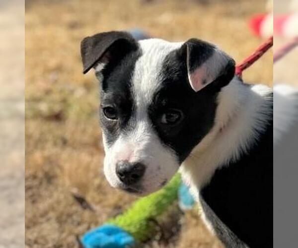 Medium Photo #2 Mutt Puppy For Sale in Yardley, PA, USA