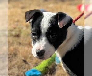 Mutt Dogs for adoption in Yardley, PA, USA