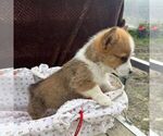 Small #1 Pembroke Welsh Corgi