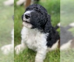 Small Photo #12 Aussiedoodle Puppy For Sale in YELM, WA, USA